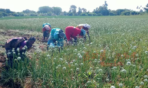 புதிய ரக சின்ன வெங்காயம் அறுவடை பணி மும்முரம்