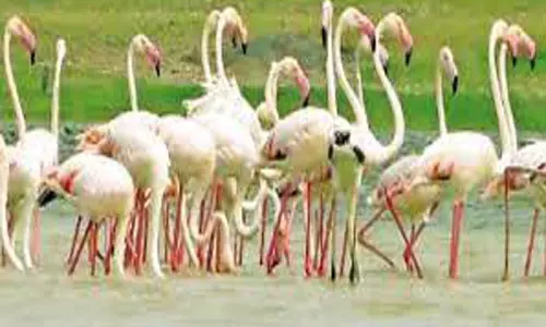 நெல்லை உள்பட 3 மாவட்டங்களில்பறவைகள் கணக்கெடுக்கும் பணி 27-ந்தேதி தொடங்குகிறது