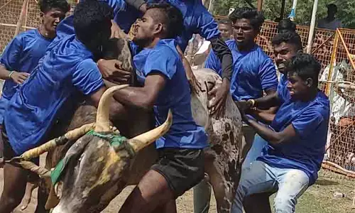 வடமாடு மஞ்சுவிரட்டு; 10-க்கும் மேற்பட்ட வீரர்கள் காயம்