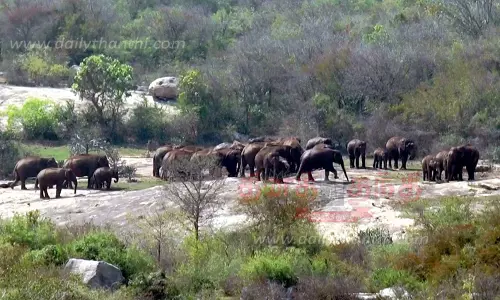 56 யானைகள் வனப்பகுதிக்கு விரட்டப்பட்டன