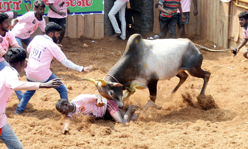 கொசவப்பட்டி ஜல்லிக்கட்டில் போலீசார் தடியடி