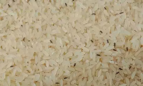 பள்ளி சத்துணவு கூடத்தில் சமைக்க வைத்திருந்த அரிசியில் புழுக்கள் பள்ளி சத்துணவு கூடத்தில் சமைக்க வைத்திருந்த அரிசியில் புழுக்கள்