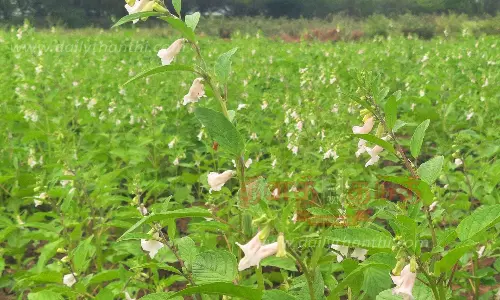 எள் சாகுபடியில் இறங்கிய விவசாயிகள்