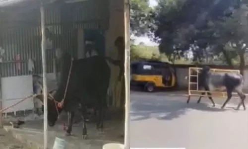 போலீஸ் பேரி கார்டை தலையில் மாட்டிக்கொண்டு ஓடிய காளை... ஜல்லிக்கட்டில் நிகழ்ந்த சம்பவங்கள்