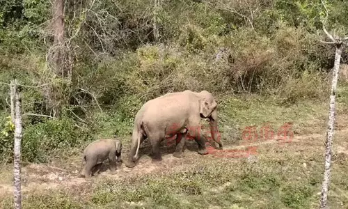 குட்டிகளுடன் உலா வரும் காட்டுயானைகள்