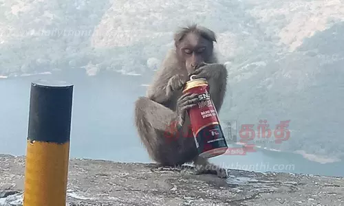 மிச்சமிருக்கும் மதுவை ருசி பார்க்கும் குரங்குகள்