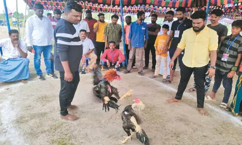 திருவள்ளூர் அருகே சேவல் சண்டை விழா திருவள்ளூர் அருகே சேவல் சண்டை விழா