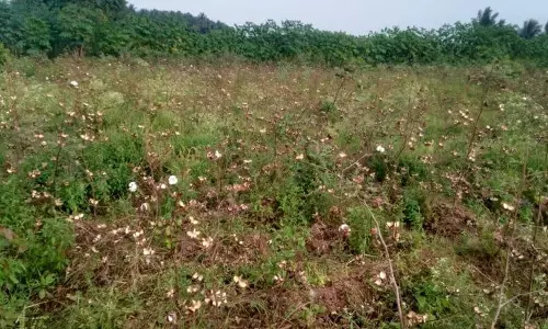 தேவதானப்பட்டி அருகேபருத்தி செடிகளில் அழுகல் நோய் பாதிப்பு