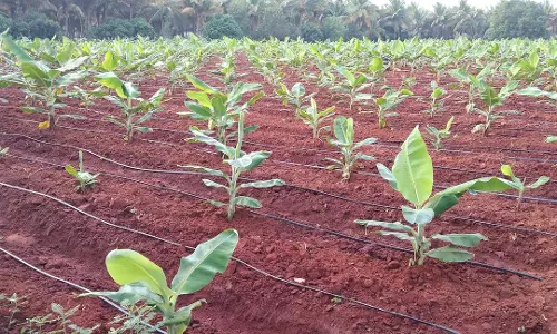 கூடலூர் பகுதியில்சொட்டுநீர் பாசனம் மூலம் வாழை சாகுபடி கூடலூர் பகுதியில்சொட்டுநீர் பாசனம் மூலம் வாழை சாகுபடி