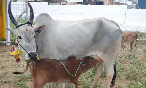 ரூ.15 லட்சத்திற்கு காங்கயம் இன மாடுகள் விற்பனை