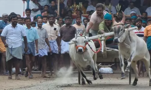 ரேக்ளா பந்தயத்தில் 262 மாட்டு வண்டிகள் பங்கேற்றன.