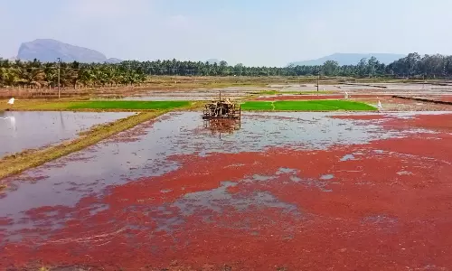 2-ம் போக நெல் சாகுபடியில் விவசாயிகள் தீவிரம் 2-ம் போக நெல் சாகுபடியில் விவசாயிகள் தீவிரம்