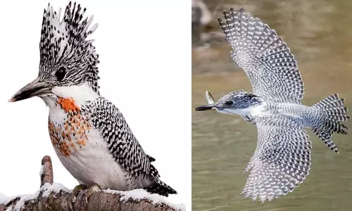 தரையில் துளை அமைத்து வாழும் பறவை தரையில் துளை அமைத்து வாழும் பறவை