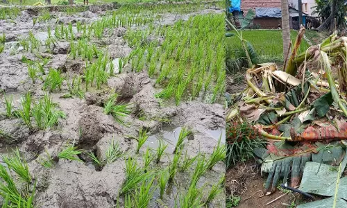 விவசாய நிலங்களில் புகுந்து யானைகள் அட்டகாசம்