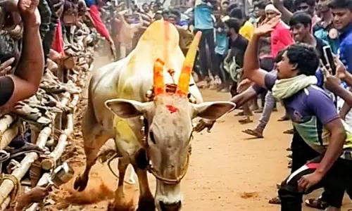 எருது விடும் விழா எருது விடும் விழா