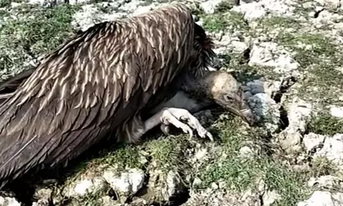 அசாமில் அழிந்து வரும் நிலையிலுள்ள 24 கழுகுகள் மர்ம மரணம்