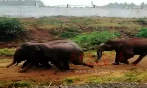 குட்டிகளுடன் ரோட்டில் உலா வந்த காட்டு யானைகள் குட்டிகளுடன் ரோட்டில் உலா வந்த காட்டு யானைகள்
