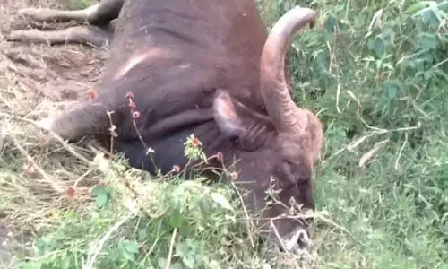 வால்பாறையில் காட்டெருமை சாவு வால்பாறையில் காட்டெருமை சாவு