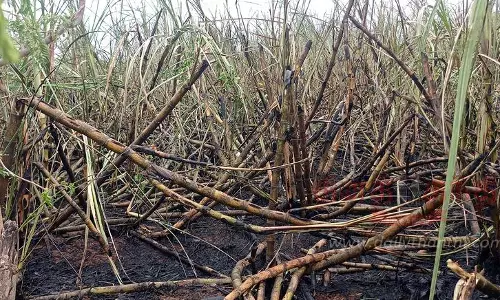 மொடக்குறிச்சி அருகேகரும்பு தோட்டத்தில் தீ விபத்து