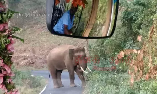 அரசு பஸ்சை வழிமறித்த காட்டுயானையால் பரபரப்பு