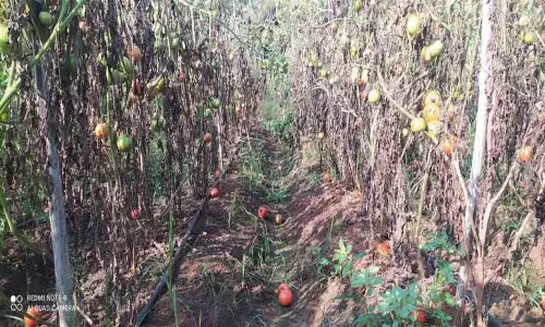 5 ஆயிரம் ஏக்கர் தக்காளி செடிகள் கருகின