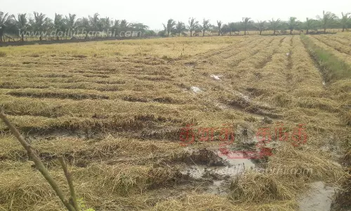வேதாரண்யம் பகுதியில் மழை: நெல் அறுவடை பணிகள் பாதிப்பு வேதாரண்யம் பகுதியில் மழை: நெல் அறுவடை பணிகள் பாதிப்பு