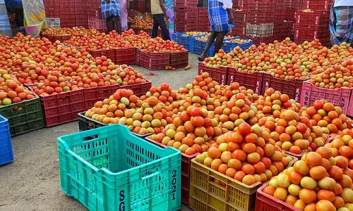 அய்யலூர் சந்தையில் தக்காளி விலை வீழ்ச்சி அய்யலூர் சந்தையில் தக்காளி விலை வீழ்ச்சி