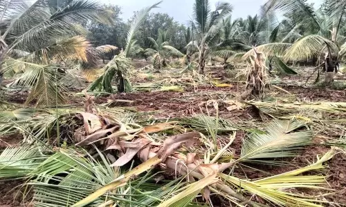 கூடலூர் அருகேதோட்டத்திற்குள் புகுந்து காட்டுயானைகள் அட்டகாசம்:தென்னை மரங்களை பிடுங்கி எறிந்தன