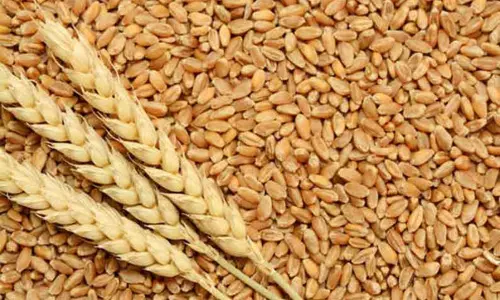 விலை உயர்வை கட்டுப்படுத்த 30 லட்சம் டன் கோதுமை வெளிச்சந்தையில் விற்பனை - மத்திய அரசு முடிவு