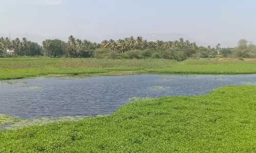 கம்பத்தில்குளங்களை ஆக்கிரமித்த ஆகாயத்தாமரை