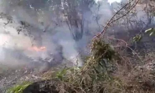 தைல மரக்காட்டில் தீ விபத்து