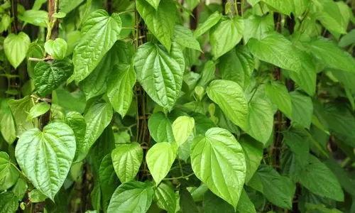 சந்தையில் வெற்றிலை விலை உயர்வு