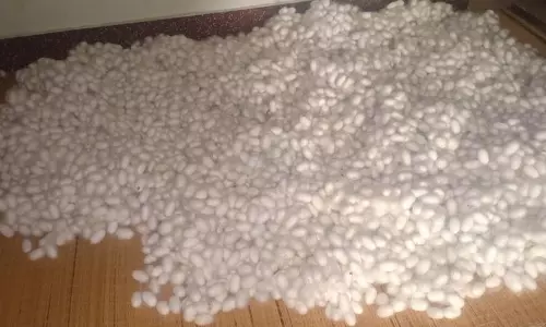 தேனி மாவட்டத்தில்வெள்ளை ரக பட்டு கூடுகள் விலை உயர்வு: விவசாயிகள் மகிழ்ச்சி