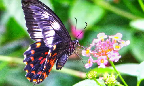 தேன் உறிஞ்சும் வண்ணத்துப்பூச்சி