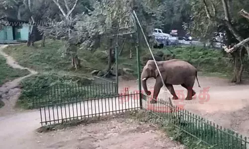 பொள்ளாச்சி-வால்பாறை சாலையில் உலா வரும் ஒற்றை யானை