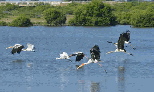 தேனி மாவட்டத்தில்பறவைகள் கணக்கெடுக்கும் பணி:இன்று நடக்கிறது