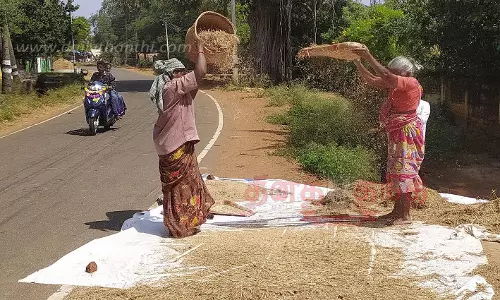 நெல் அறுவடை பணி தீவிரம்-நெல்களமாக சாலையை பயன்படுத்தும் கிராம மக்கள் நெல் அறுவடை பணி தீவிரம்-நெல்களமாக சாலையை பயன்படுத்தும் கிராம மக்கள்