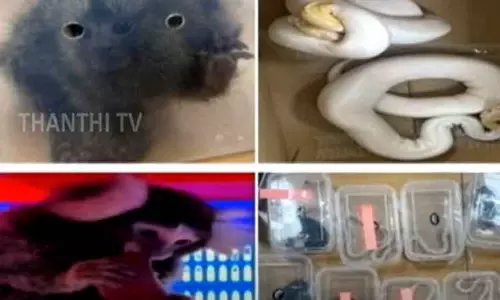 பேங்காக்கில் இருந்து கடத்தி வரப்பட்ட அரிய வகை விலங்குகள் - பெங்களூரு விமான நிலையத்தில் பறிமுதல் பேங்காக்கில் இருந்து கடத்தி வரப்பட்ட அரிய வகை விலங்குகள் - பெங்களூரு விமான நிலையத்தில் பறிமுதல்
