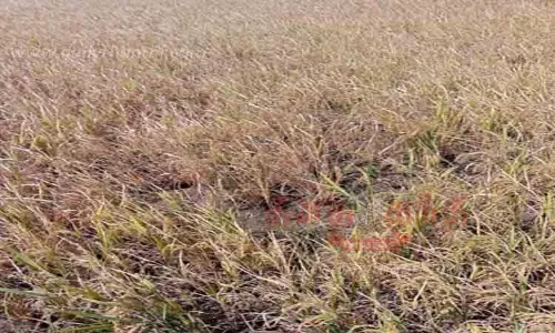 நெற்பயிர்களை சேதப்படுத்திய காட்டுப்பன்றிகள்