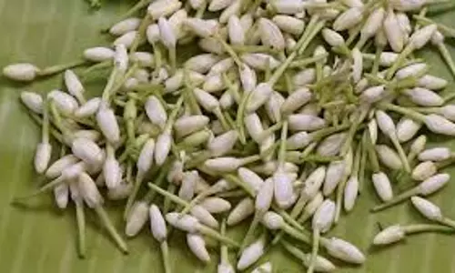 சத்தியமங்கலம் மார்க்கெட்டில் முல்லை பூ கிலோ ரூ.2,000-க்கு ஏலம் ஒரே நாளில் 340 ரூபாய் விலை உயர்ந்ததால் விவசாயிகள் மகிழ்ச்சி சத்தியமங்கலம் மார்க்கெட்டில் முல்லை பூ கிலோ ரூ.2,000-க்கு ஏலம் ஒரே நாளில் 340 ரூபாய் விலை உயர்ந்ததால் விவசாயிகள் மகிழ்ச்சி