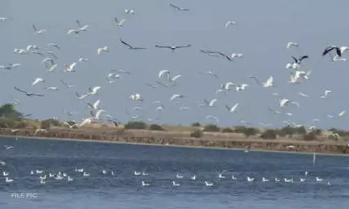 கோடியக்கரை பறவைகள் சரணாலயத்தில் 2வது நாளாக பறவைகள் கணக்கெடுக்கும் பணி - கல்லூரி மாணவர்கள் பங்கேற்பு