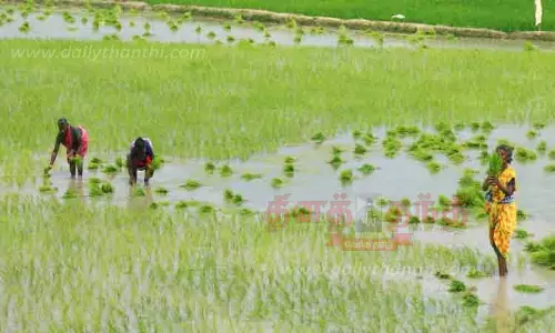 தாமதமாக நெல் விவசாய பணிகள் தொடக்கம்