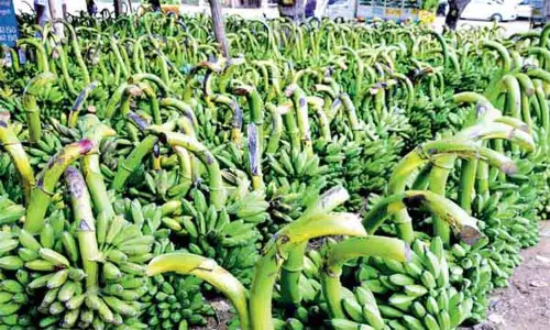 கோபி கூட்டுறவு சங்கத்தில் ரூ.7½ லட்சத்துக்கு வாழைத்தார் ஏலம் கோபி கூட்டுறவு சங்கத்தில் ரூ.7½ லட்சத்துக்கு வாழைத்தார் ஏலம்