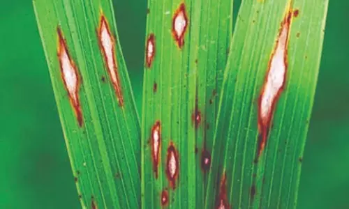 நெல் சாகுபடியில் பூஞ்சாண நோய்களை தடுக்க வேளாண்மைத்துறை வழிகாட்டல் நெல் சாகுபடியில் பூஞ்சாண நோய்களை தடுக்க வேளாண்மைத்துறை வழிகாட்டல்