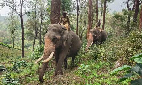 ஓவேலியில் அட்டகாச காட்டு யானை, கும்கிகள் மூலம் வனப்பகுதிக்குள் விரட்டியடிப்பு ஓவேலியில் அட்டகாச காட்டு யானை, கும்கிகள் மூலம் வனப்பகுதிக்குள் விரட்டியடிப்பு