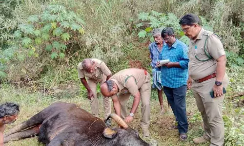 இறந்து கிடந்த காட்டெருமை