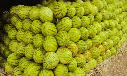 பொள்ளாச்சி மார்க்கெட்டுக்கு தர்பூசணி வரத்து அதிகரிப்பு பொள்ளாச்சி மார்க்கெட்டுக்கு தர்பூசணி வரத்து அதிகரிப்பு