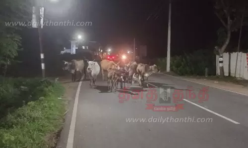 லெட்சுமாங்குடி சாலையில் இரவு நேரங்களில் சுற்றித்திரியும் மாடுகளால் விபத்து லெட்சுமாங்குடி சாலையில் இரவு நேரங்களில் சுற்றித்திரியும் மாடுகளால் விபத்து