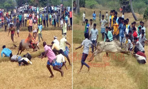 மஞ்சுவிரட்டில் காளைகள் முட்டி 10 பேர் காயம் மஞ்சுவிரட்டில் காளைகள் முட்டி 10 பேர் காயம்
