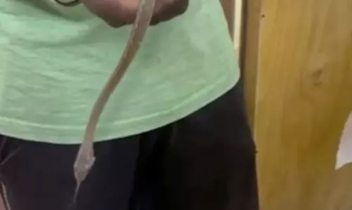 திருப்பூர் மாநகராட்சி அலுவலகத்தில் நர்சுகளை அலறவிட்ட குட்டி சாரை பாம்பு திருப்பூர் மாநகராட்சி அலுவலகத்தில் நர்சுகளை அலறவிட்ட குட்டி சாரை பாம்பு